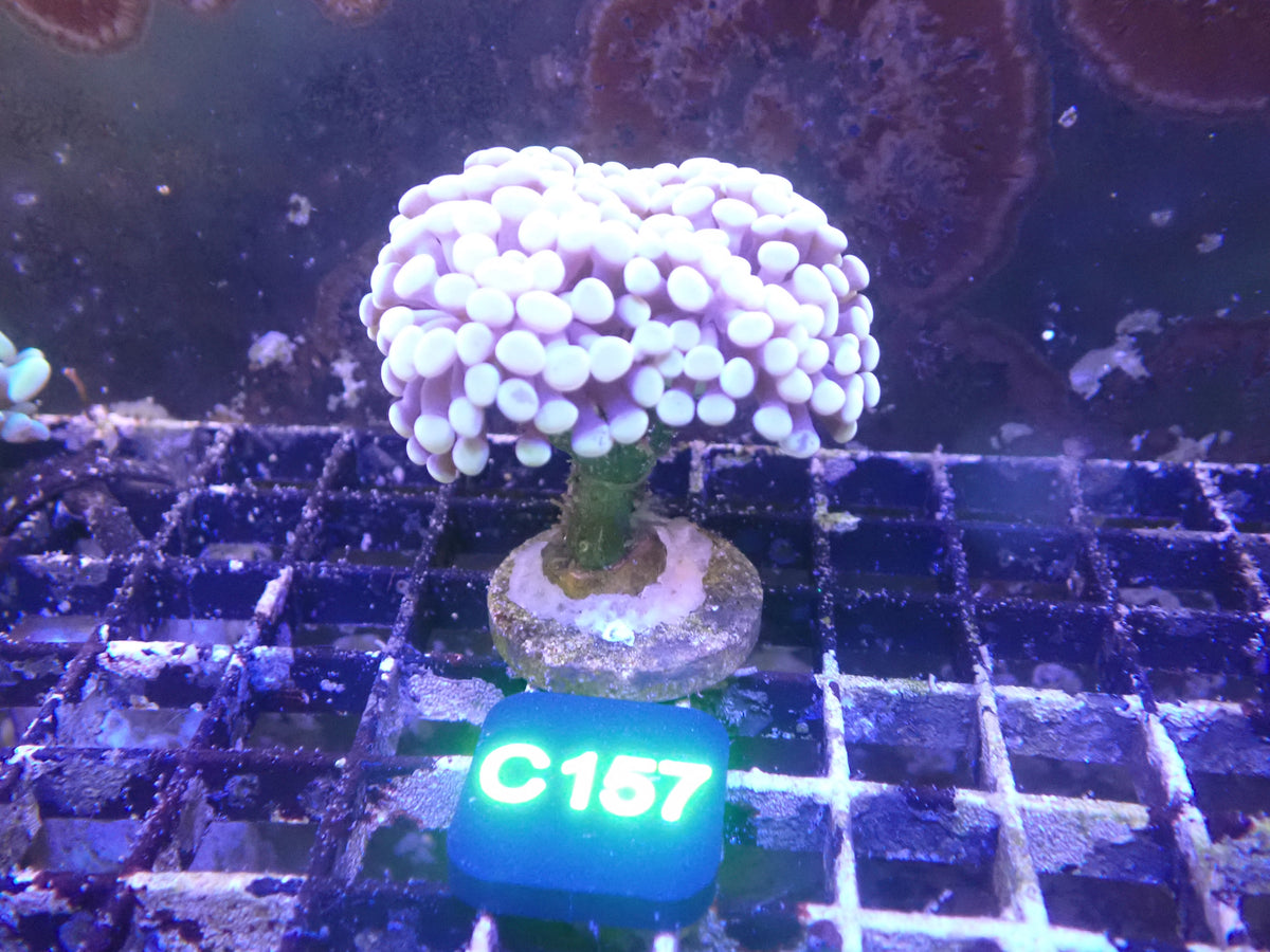 Pink Hammer Colony WYSIWG (C157)