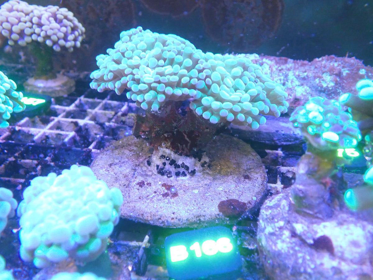 Hammer Colony WYSIWG (B166)