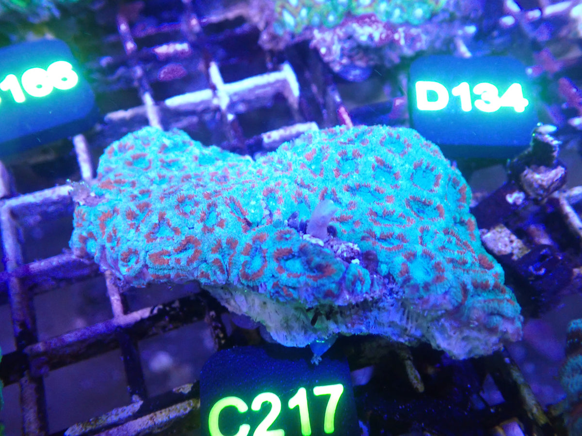 Micromusa Colony WYSIWG (C217)
