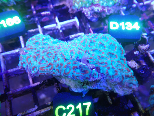 Micromusa Colony WYSIWG (C217)