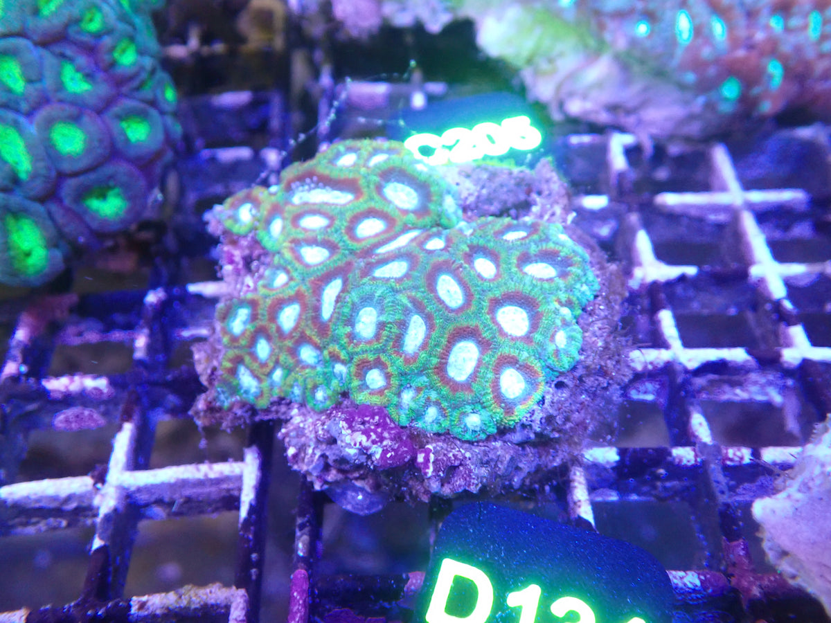 Micromusa Colony WYSIWG