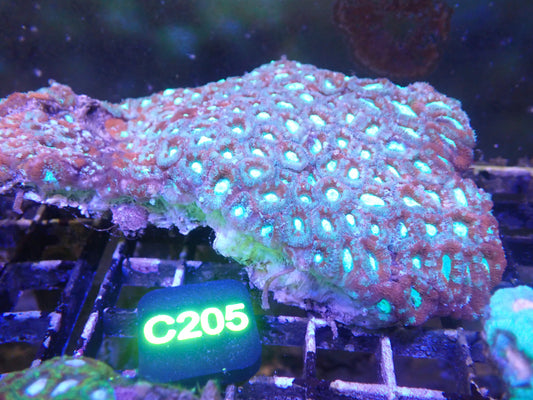 Micromusa Colony WYSIWG (C205)