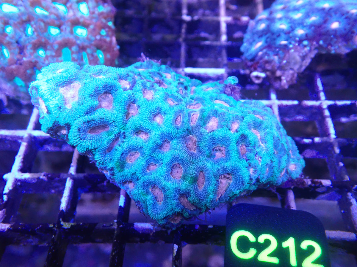 Pink Micromusa Colony WYSIWG (C212)