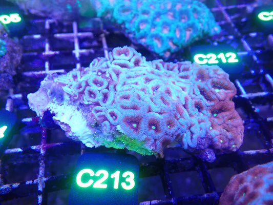 Micromusa Colony WYSIWG (C213)