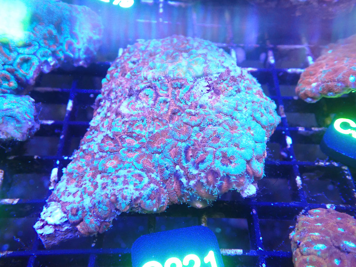 Micromusa Colony WYSIWG (D221)
