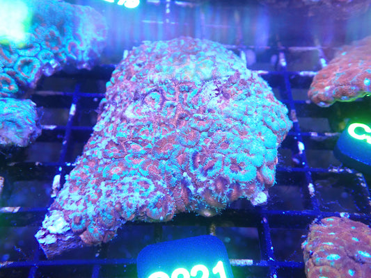 Micromusa Colony WYSIWG (D221)