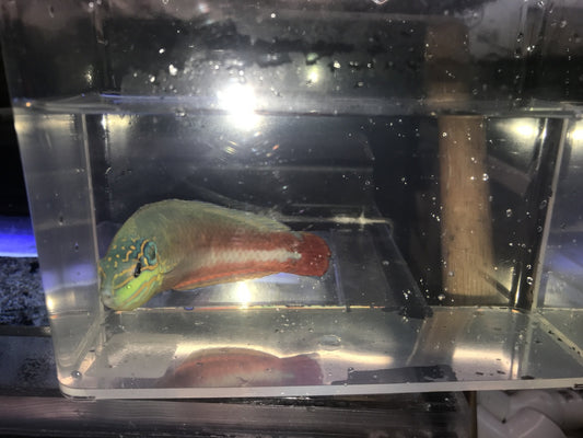 Supermale Earmuff Wrasse (Halichoeres Melasmapomus)