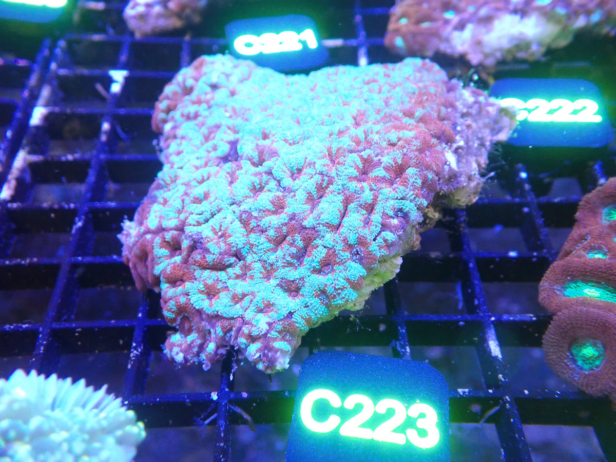 Micromusa Colony WYSIWG (C223)