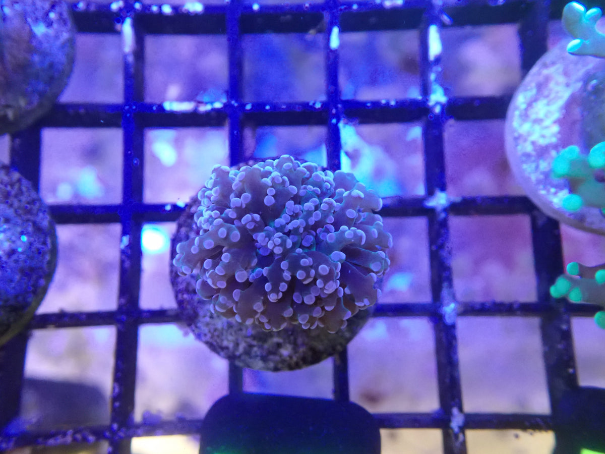 Purple Frogspawn WYSIWG