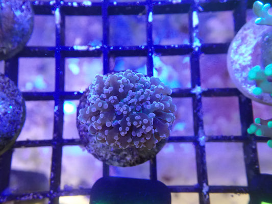Purple Frogspawn WYSIWG