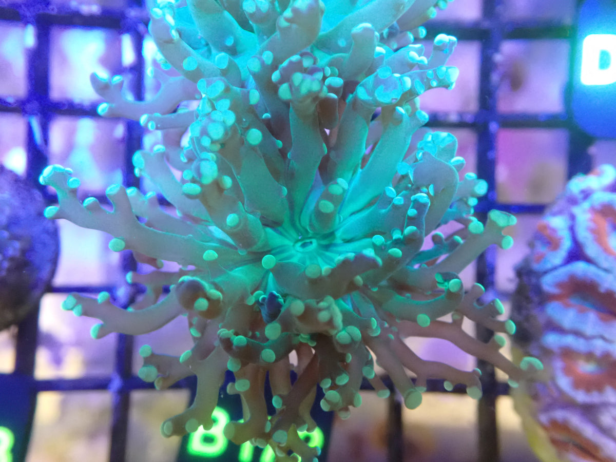 Double Head Frogspawn (B129) WYSIWG
