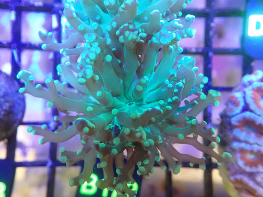 Double Head Frogspawn (B172) WYSIWG