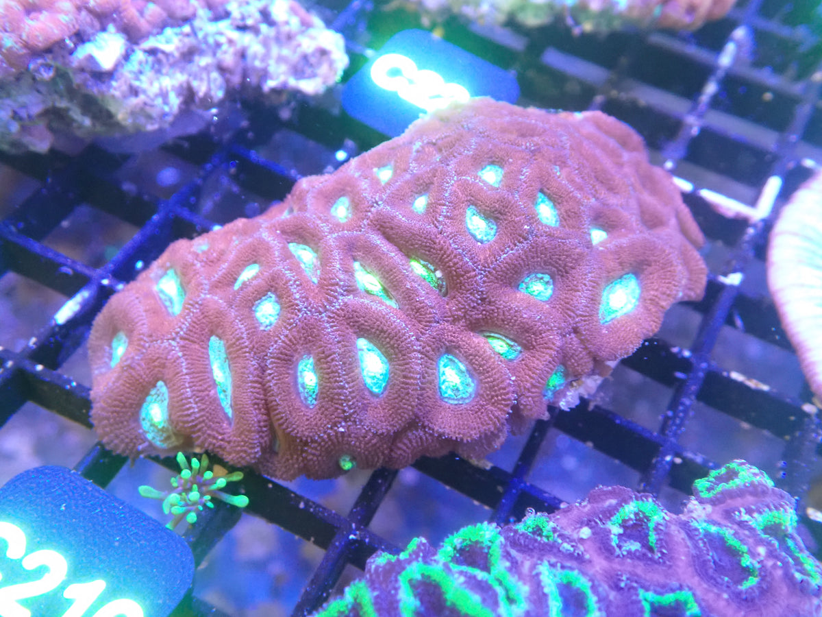 Micromusa Colony (C210) WYSIWG