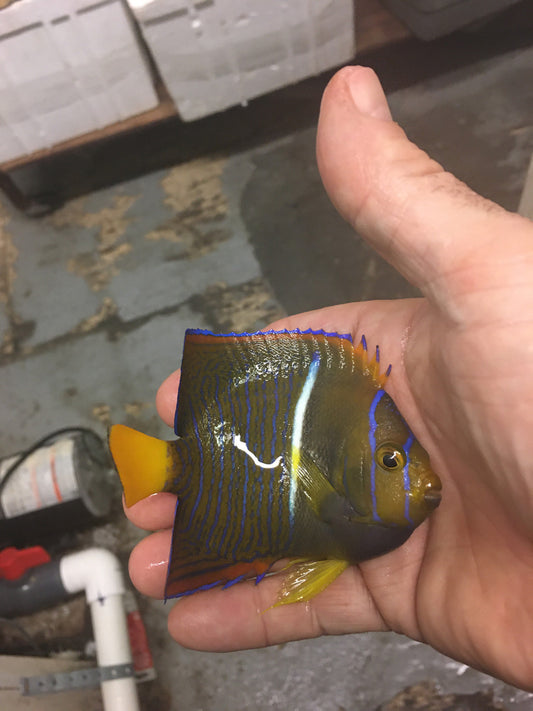 Passer Angelfish (4")