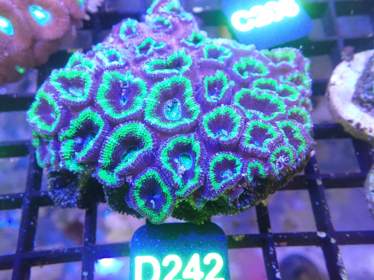 Micromusa Colony (D242) WYSIWG