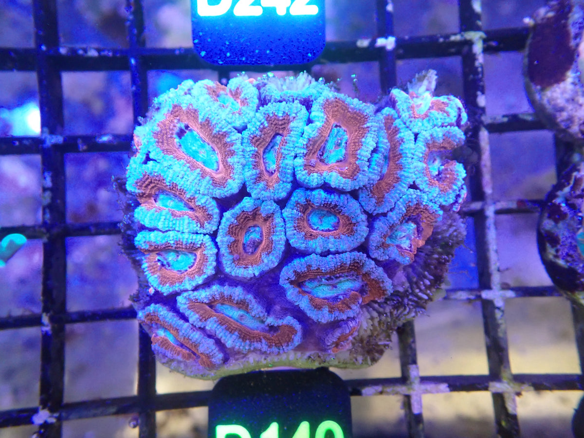 Micromusa Colony (D110) WYSIWG