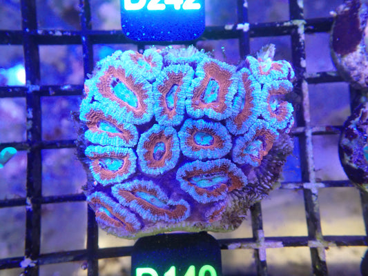 Micromusa Colony (D140) WYSIWG