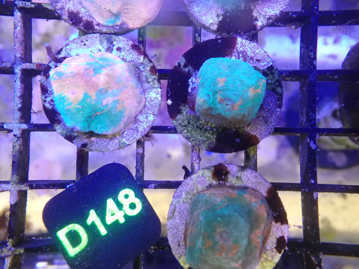 (D148) WYSIWG