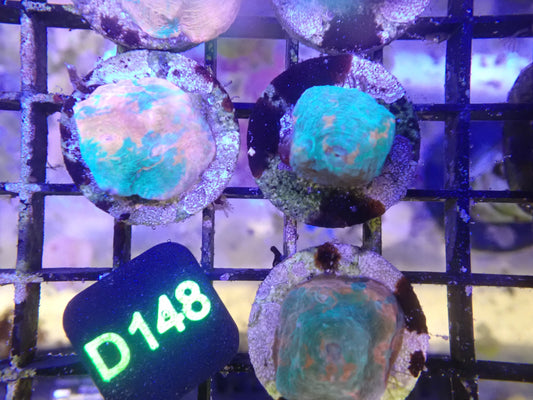 (D148) WYSIWG