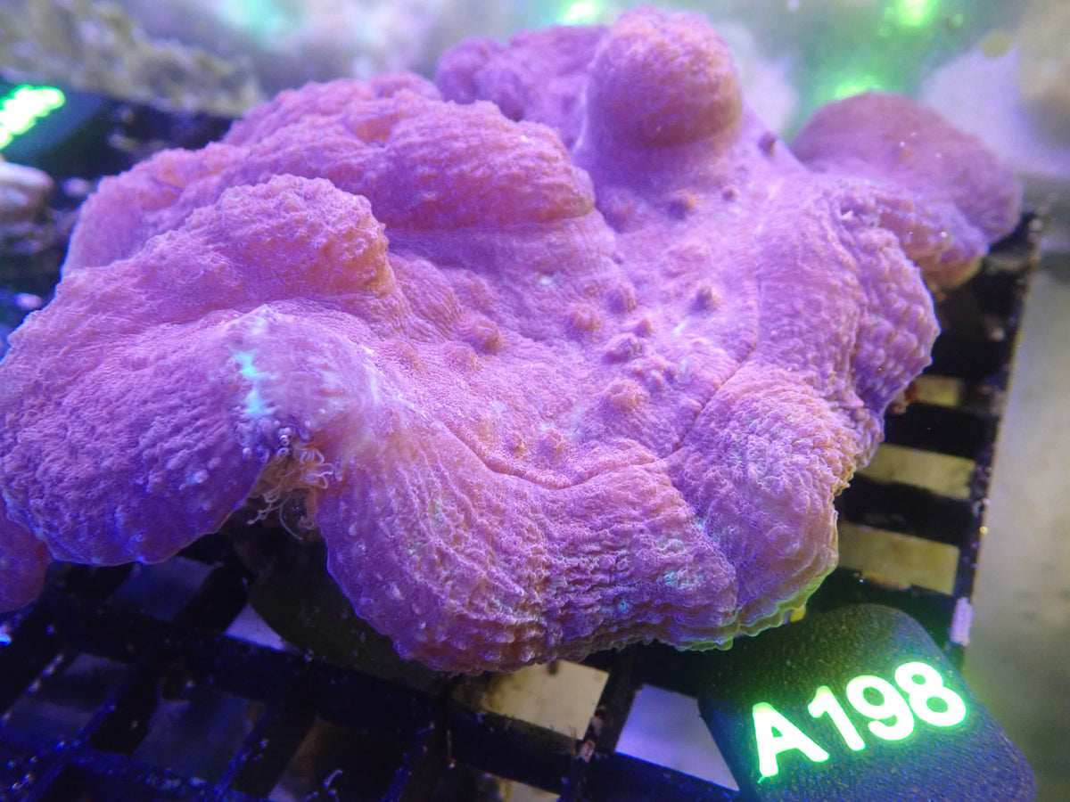Indophyllia (A198) WYSIWG