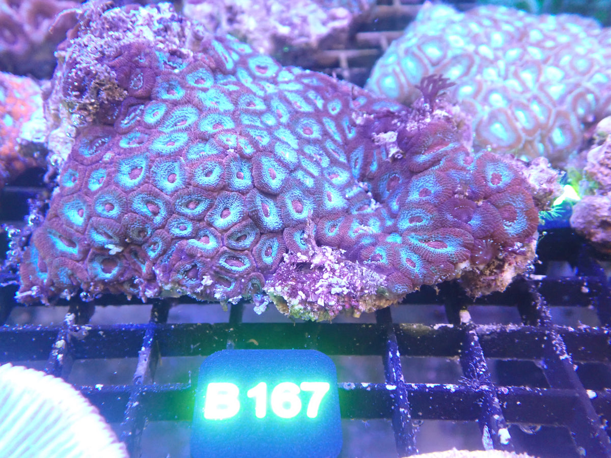 Micromusa Colony (B167) WYSIWG