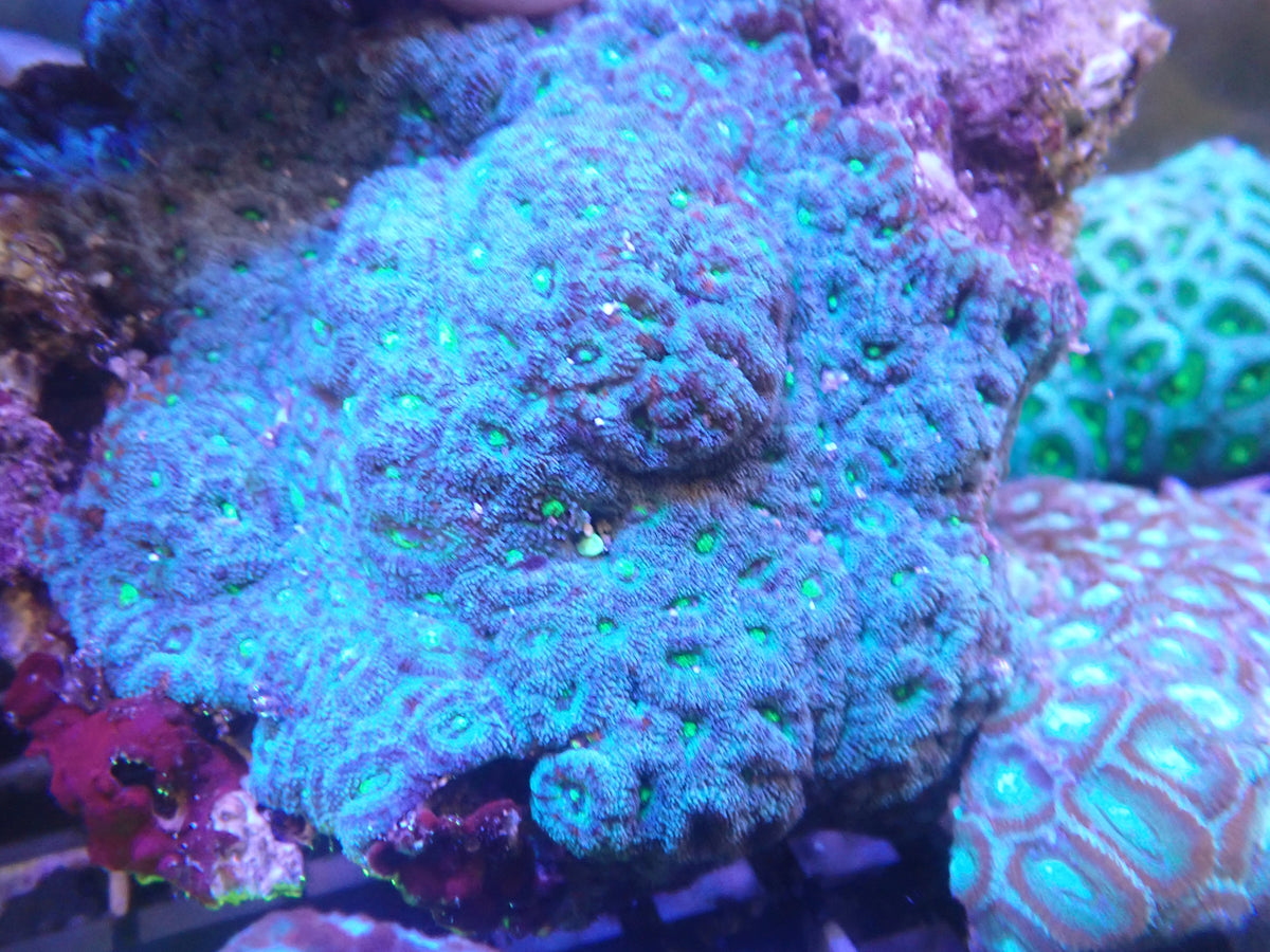 Micromusa Colony (C201) WYSIWG