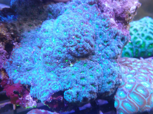 Micromusa Colony (C201) WYSIWG