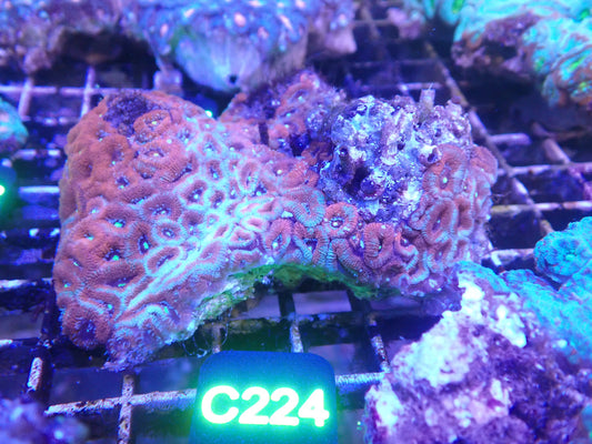 Pink Chalice (C224) WYSIWG
