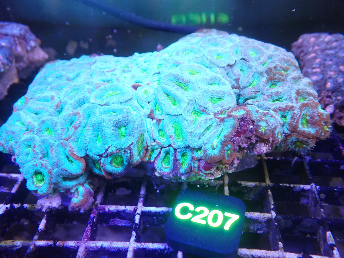 Micromusa Colony (C207) WYSIWG