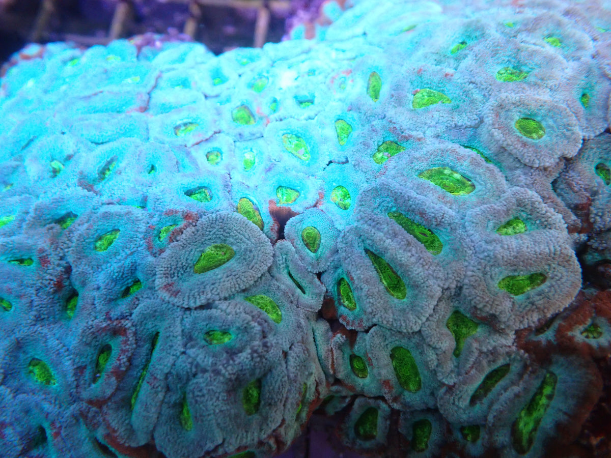 Micromusa Colony (C207) WYSIWG
