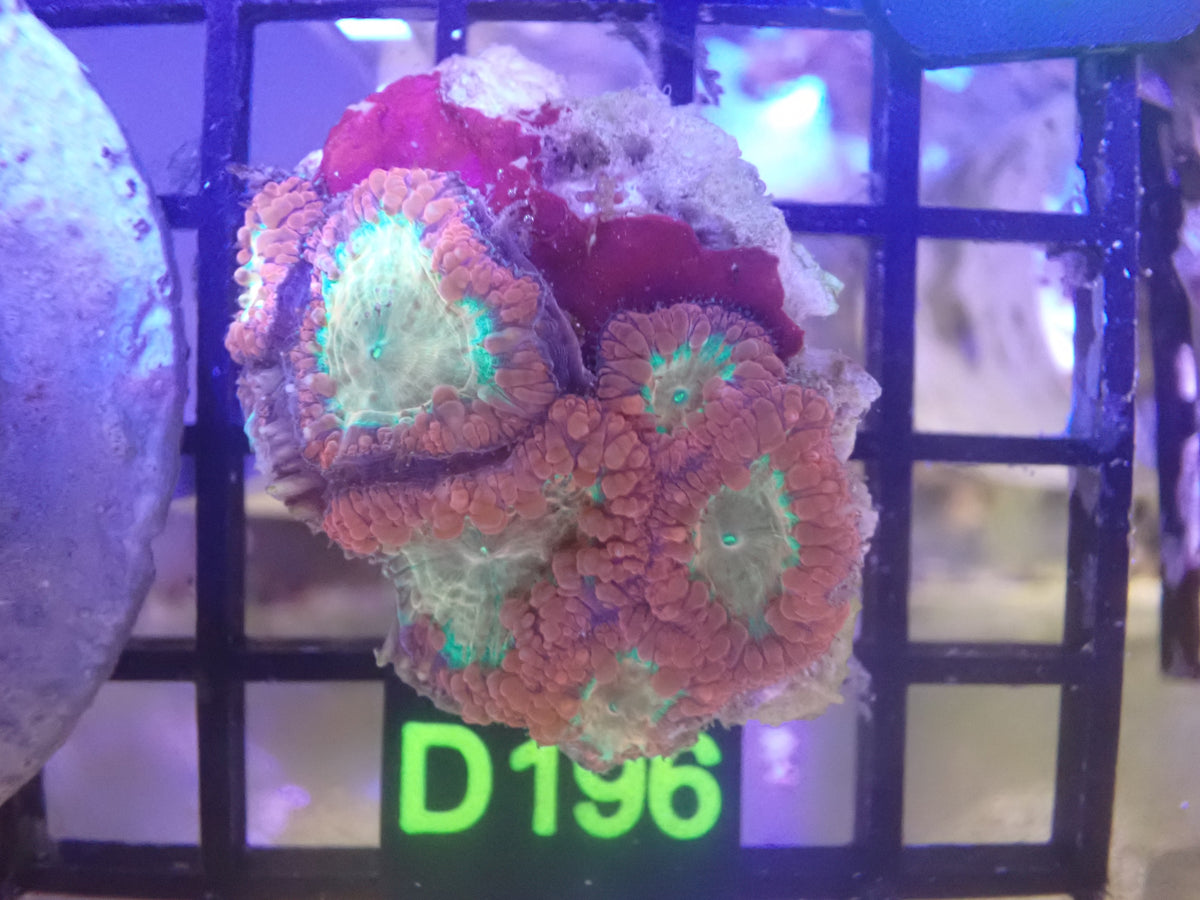 Blasto Colony (D196) WYSIWG