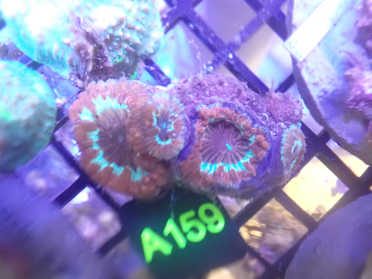 Blasto WYSIWG (A159)
