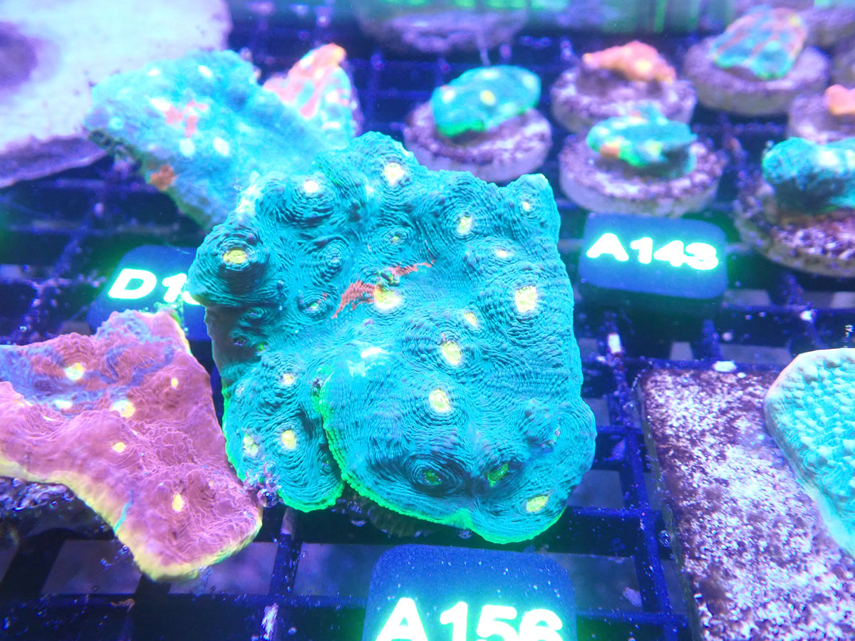 Jellybean Chalice WYSIWG (A156)