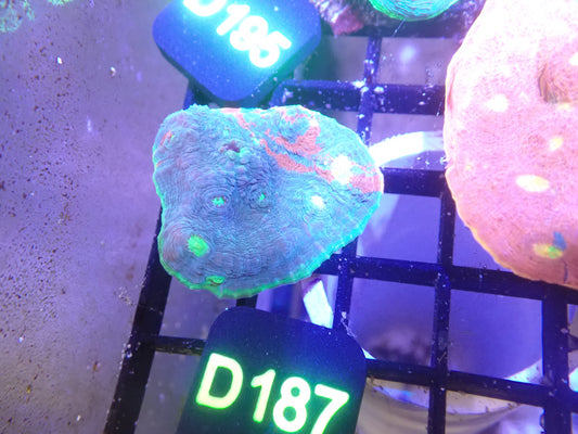 Jellybean Chalice Frag (D187)