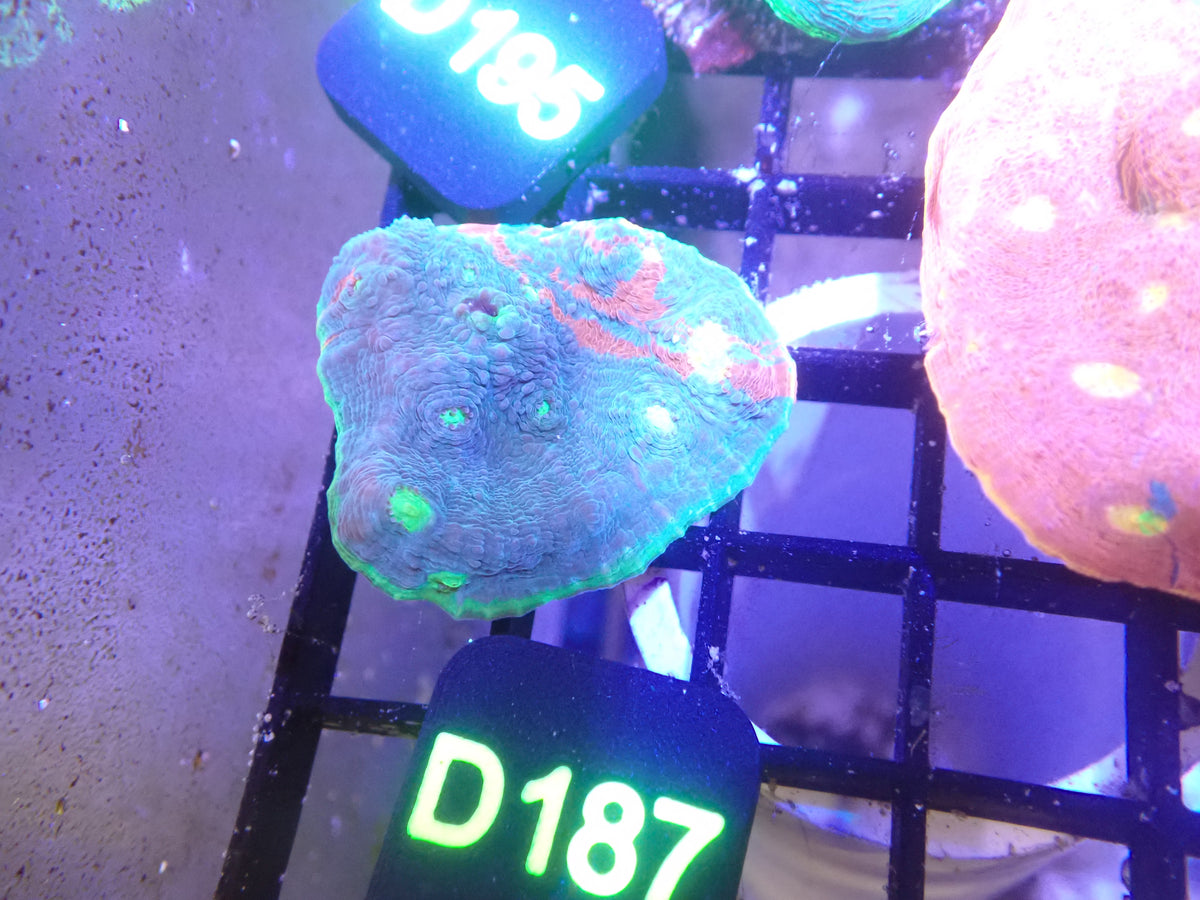Jellybean Chalice Frag WYSIWG (D87)