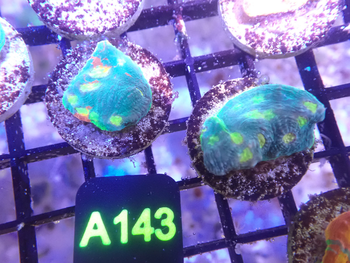Jellybean Chalice Frags (A143)