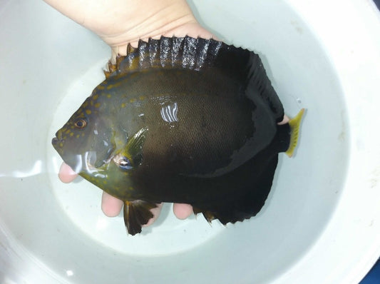 Maze (orange face) Angel (Chaetodontoplus Chrysocephalus) 6" (#2)