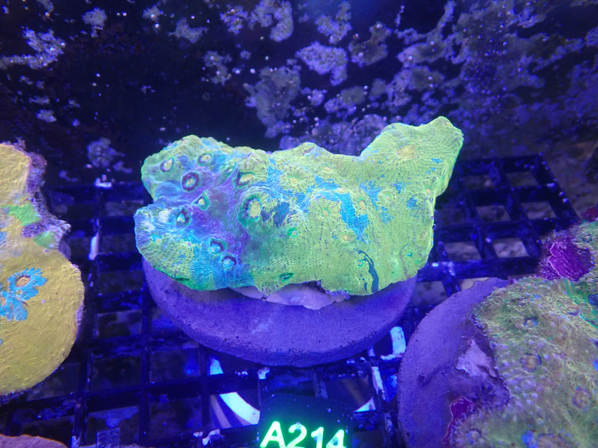Rainbow Chalice WYSIWG (A214)