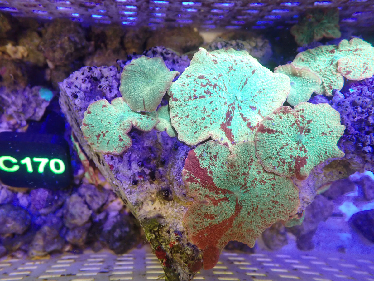 Jawbreaker Mushroom Colony (C170)