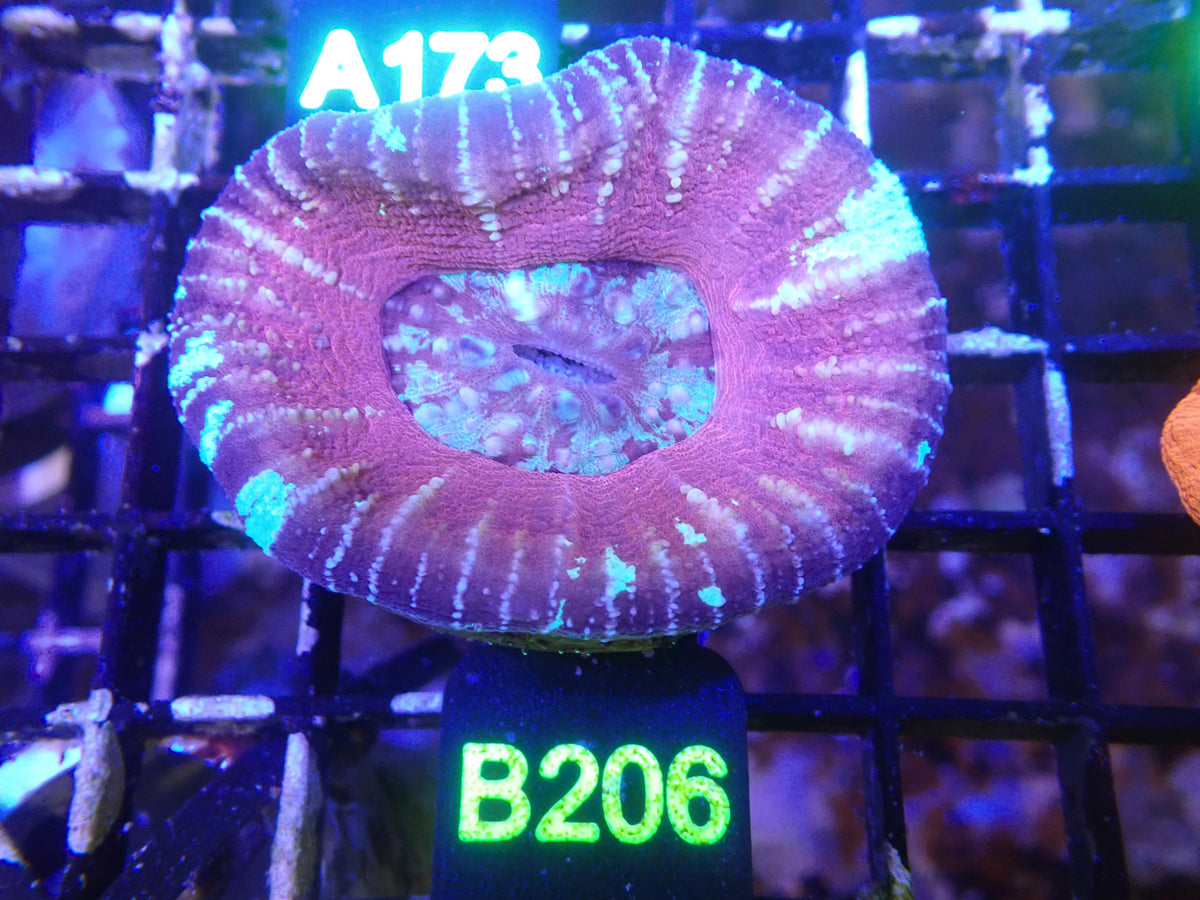 Pink Scoly WYSIWG (B206)