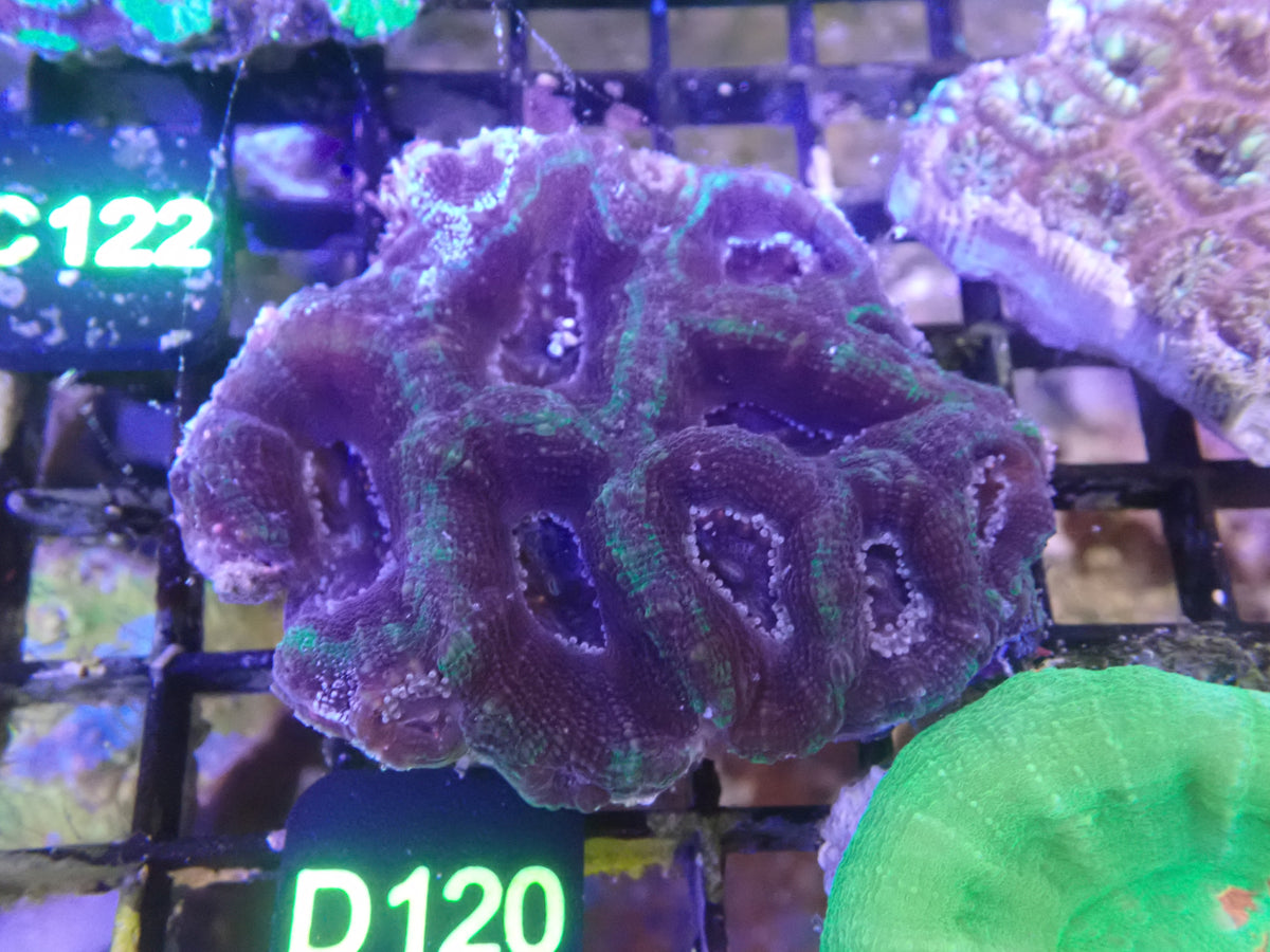 Micromusa Colony WYSIWG (D120)