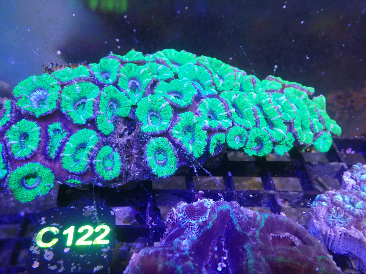 Micromusa Colony WYSIWG (C122)