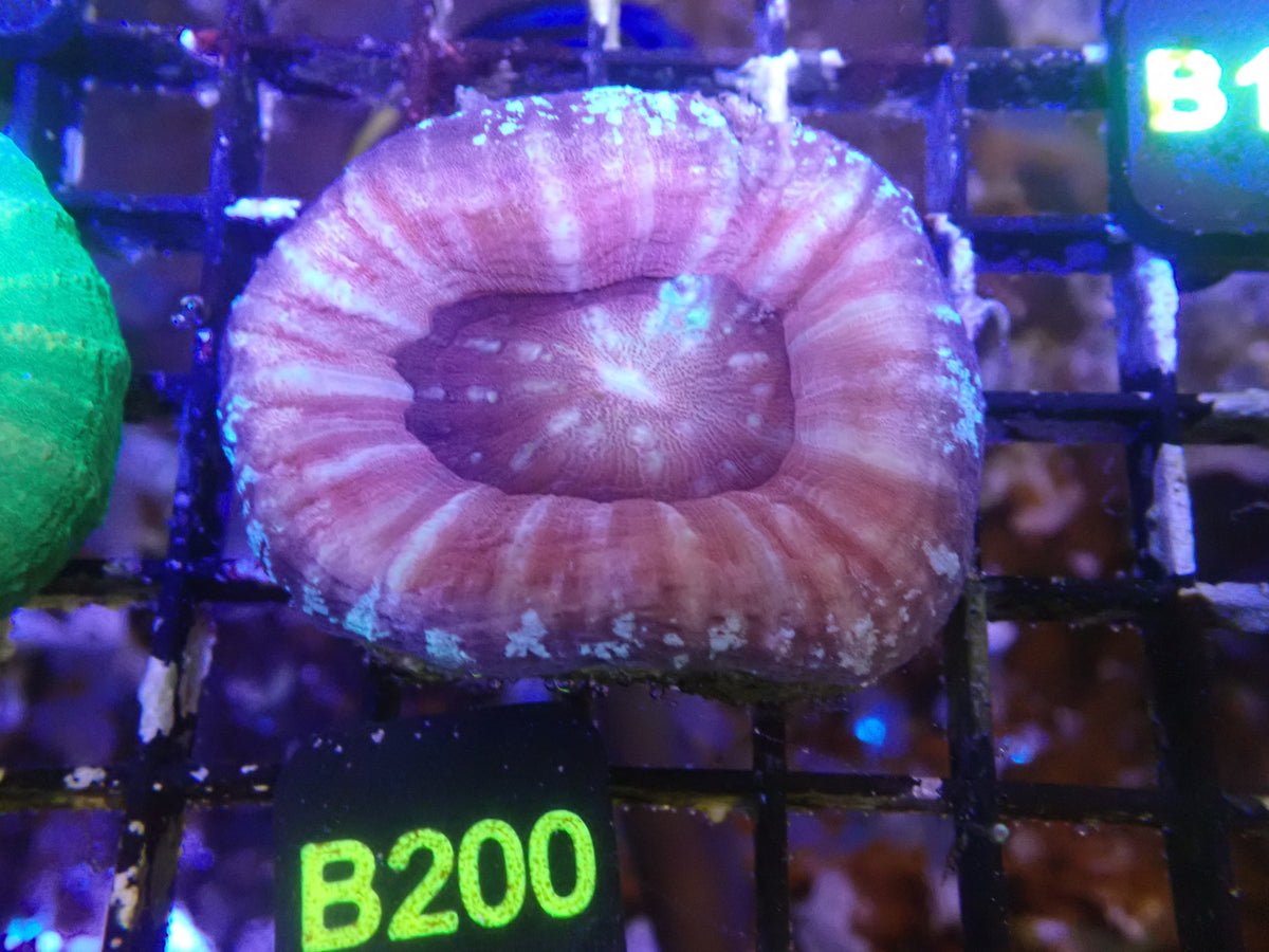 Pink Scoly WYSIWG (B200)
