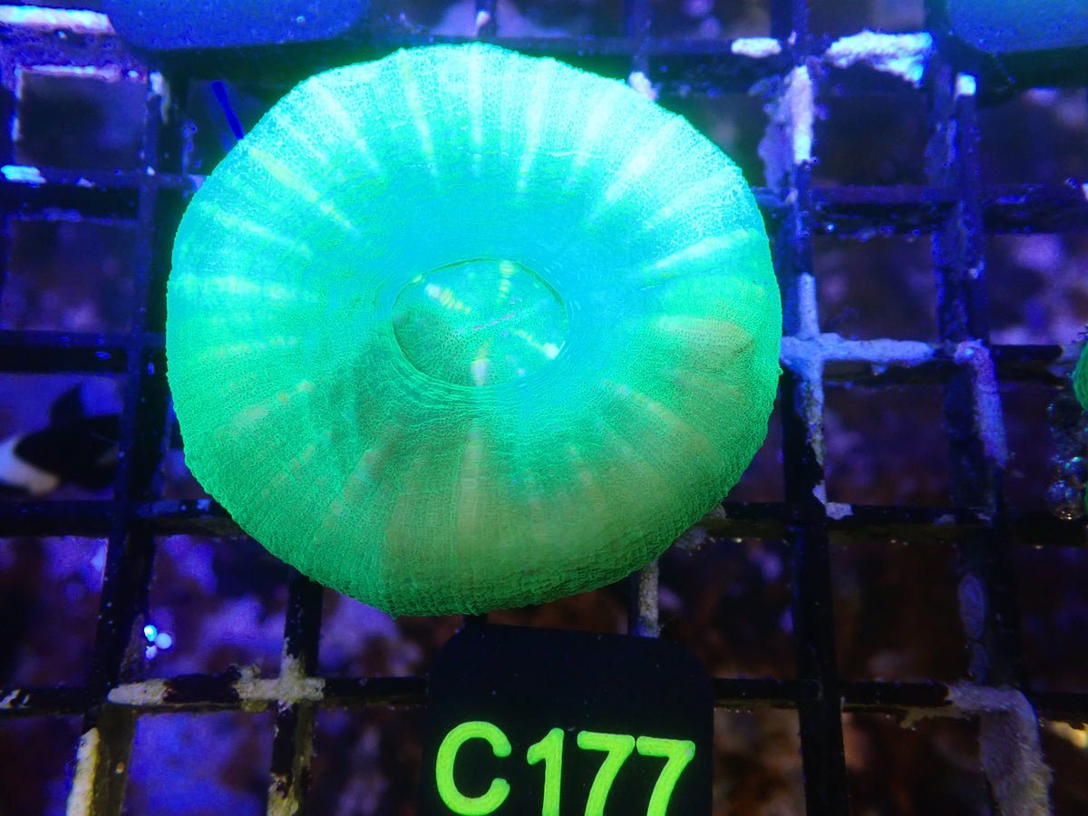 Green Scoly WYSIWG (C177)