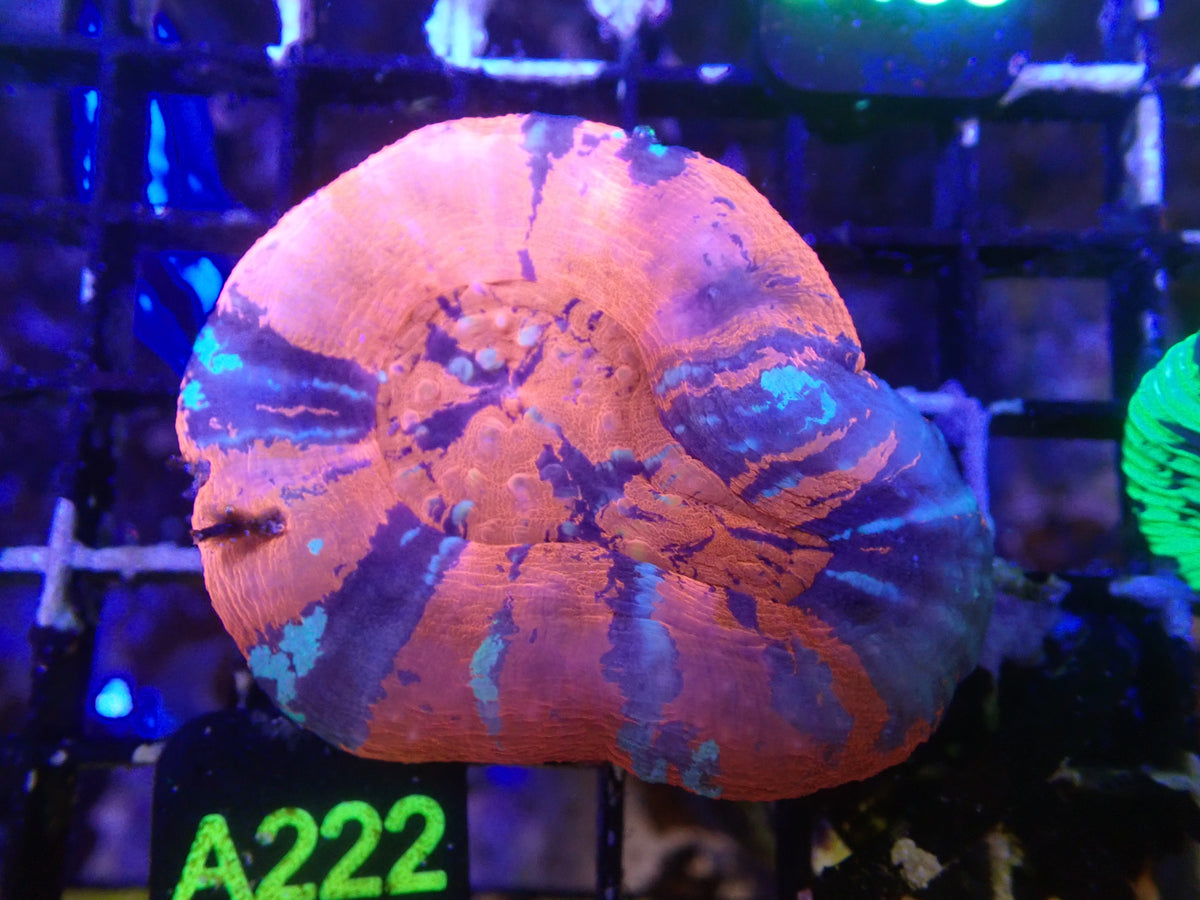 Double Warpaint Scoly WYSIWG (A222)