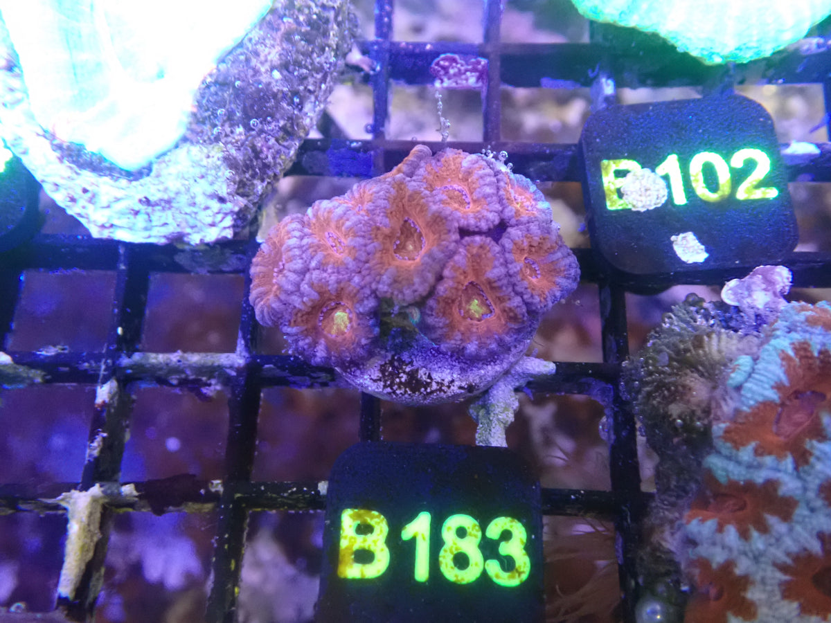 Micromusa Colony WYSIWG (B183)