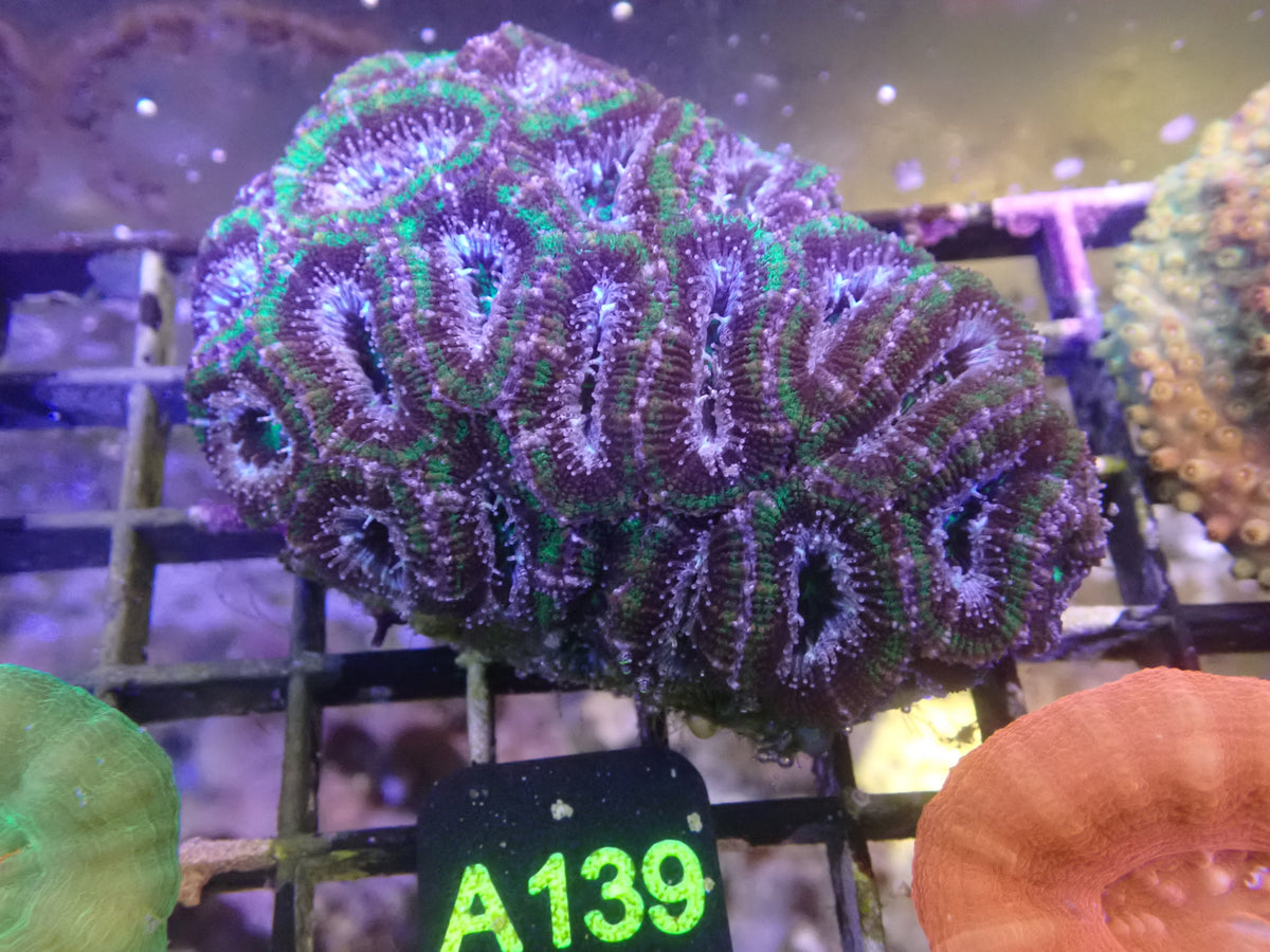 Micromusa Colony WYSIWG (A139)