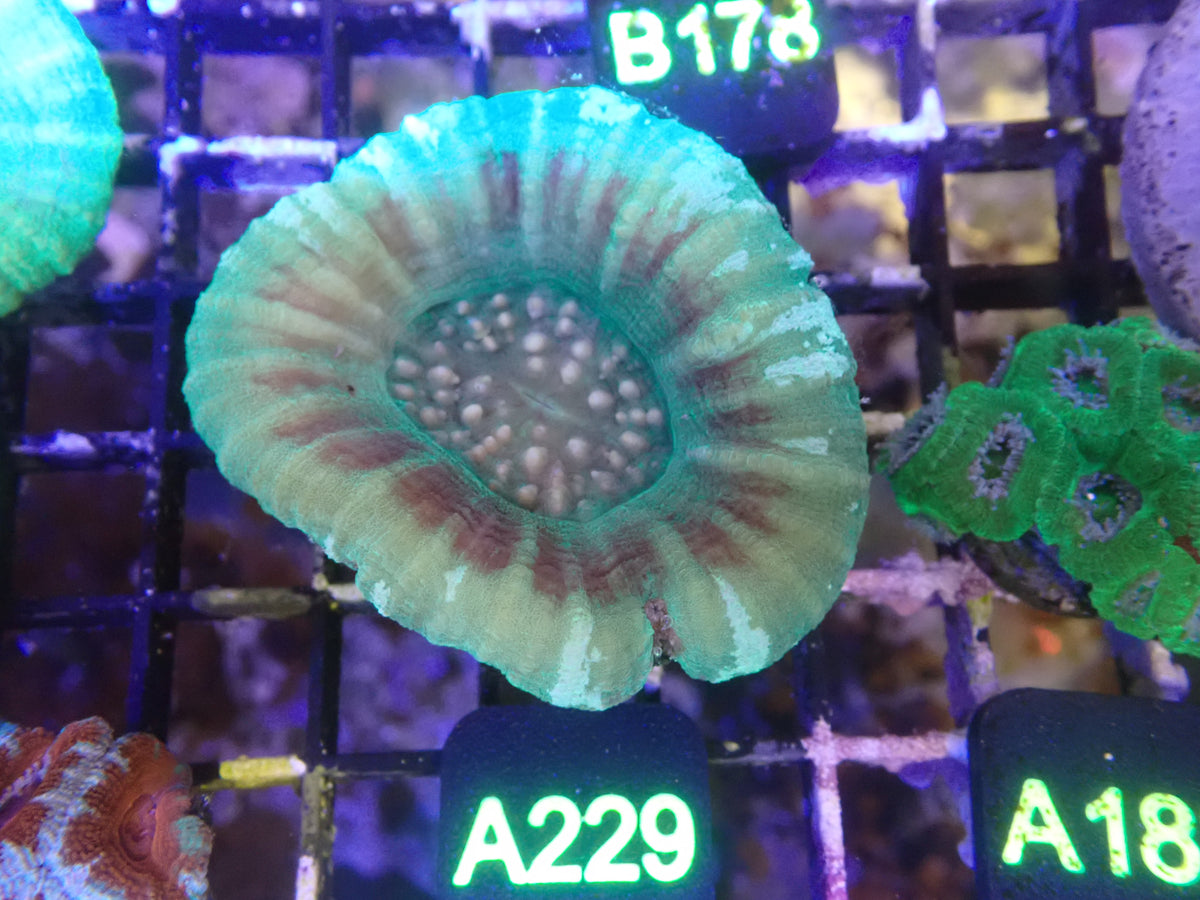 UFO Scoly WYSIWG (A229)