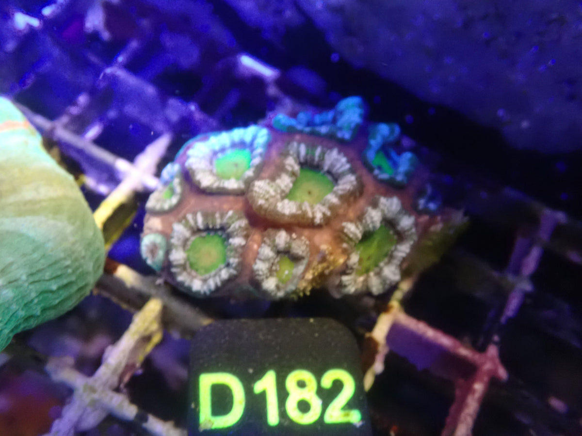 Micromusa Colony WYSIWG (D182)