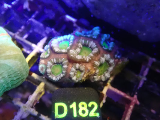 Micromusa Colony WYSIWG (D182)